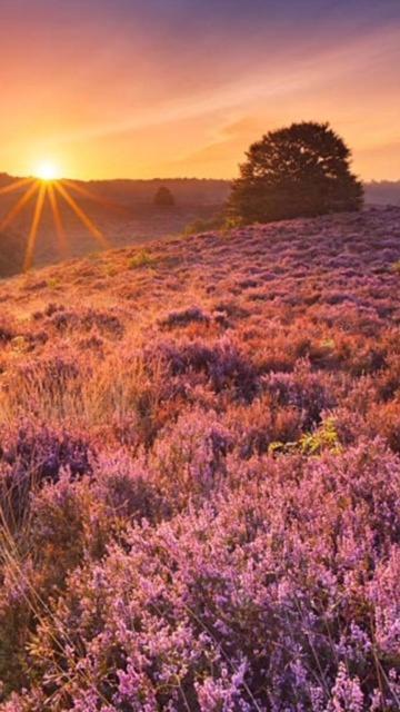 Boutique Chalet Veluwe พุทเทิน ภายนอก รูปภาพ
