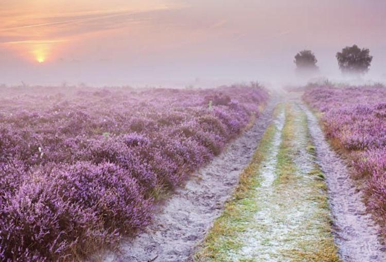 Boutique Chalet Veluwe พุทเทิน ภายนอก รูปภาพ
